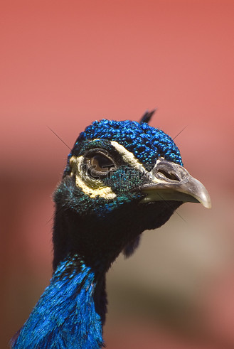 印度蓝孔雀 (pavo cristatus)