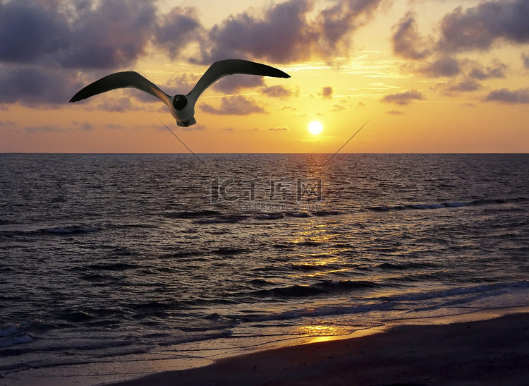 夕阳下飞翔的海鸥高清摄影大图-千库网