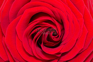 单朵红玫瑰花-特写