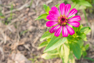 顶视图右上角的粉红色百日草花