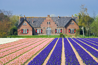 花田景观图片_花田景观素材-花田景观图片大全-千库网