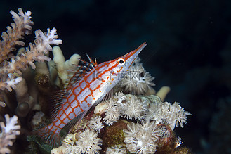 红海的长鼻鹰嘴鱼 (oxycirrhites typus).