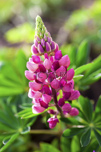罕见的粉红色羽扇豆花 (lupinus)