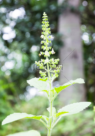 扁叶欧芹图片素材_泰国罗勒花开花树