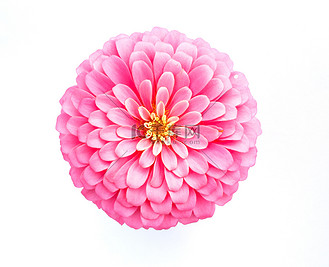 白色背景上的粉红色百日草花