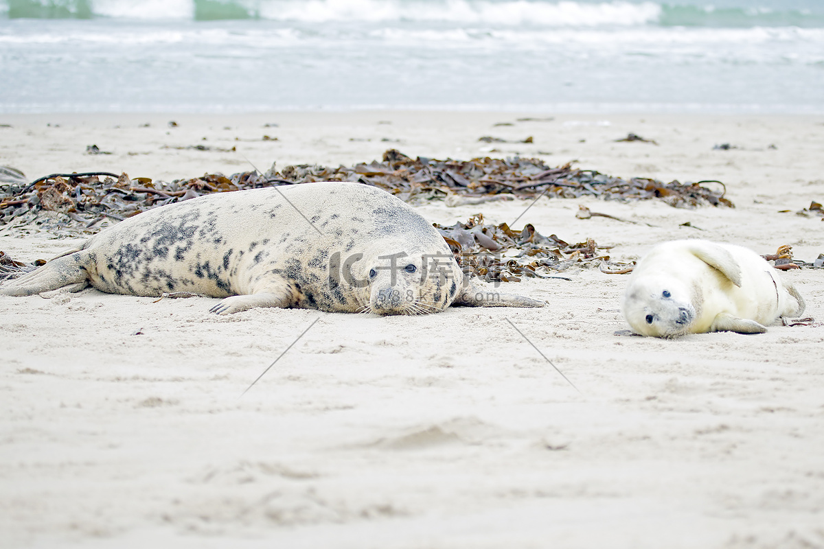 一只躺在沙滩上的港海豹幼崽，德国黑尔戈兰岛 (© Fotofeeling/Westend61/Offset)