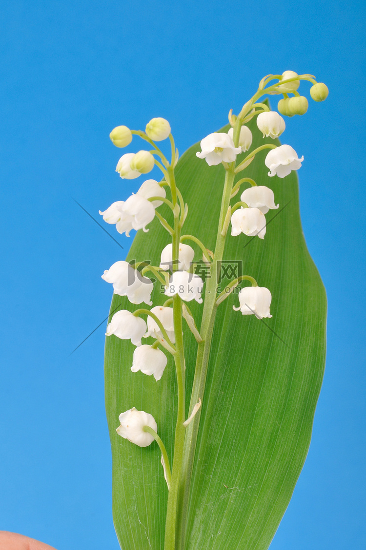 山谷里的百合高清摄影大图千库网