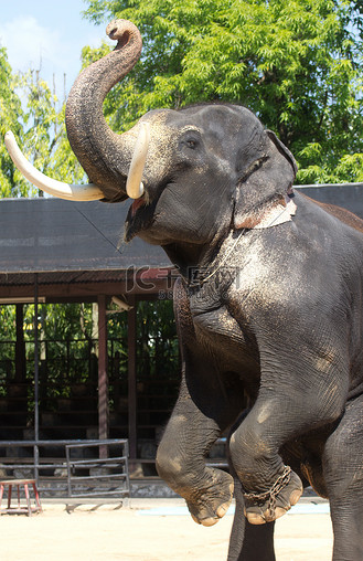 一头长牙的大象