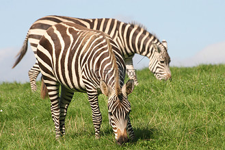 跑步斑马图片素材_斑马