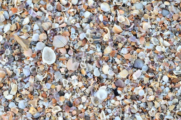 各种破碎的贝壳高清摄影大图-千库网
