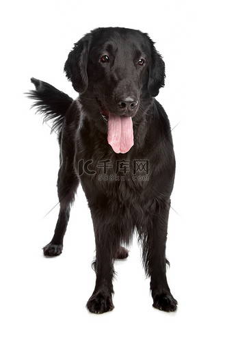 平毛寻回犬