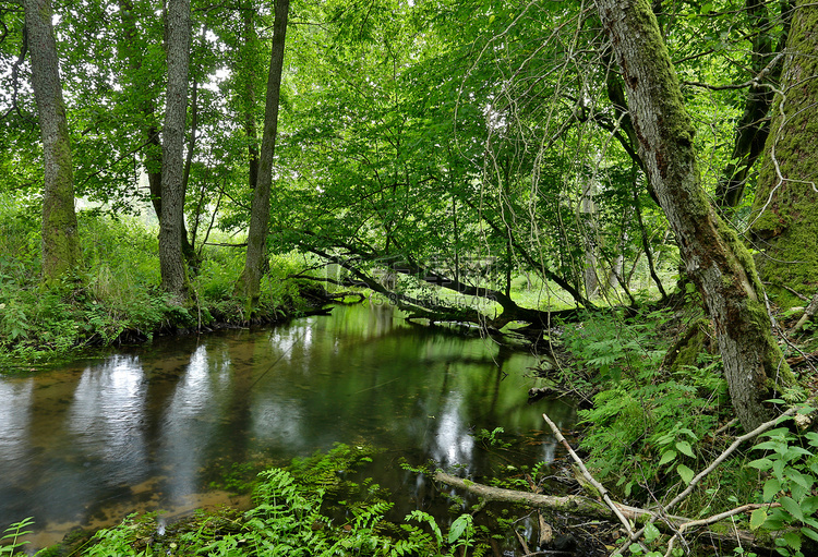 Poland.Pomerania.Kulawa 河在夏天。水平视图高清摄影大图千库网