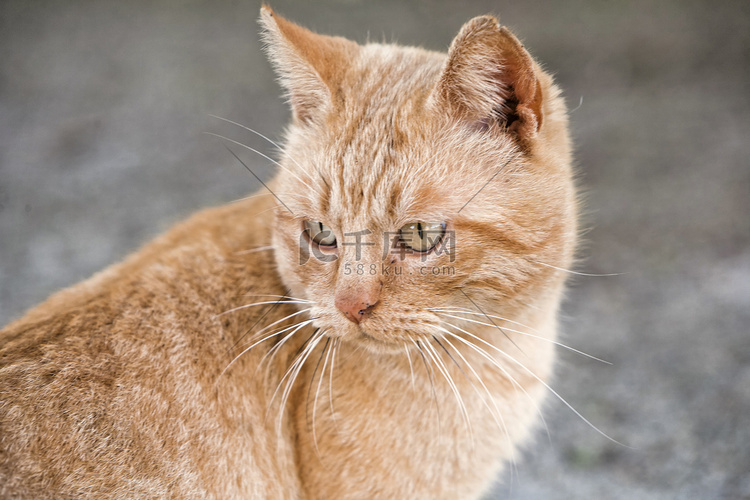 外面一只可爱的小橘猫的画像高清摄影大图-千库网