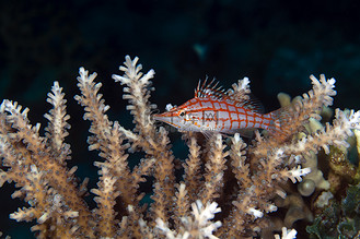 红海的长鼻鹰嘴鱼 (oxycirrhites typus).