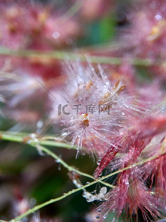 苦丁花图片_苦丁花素材-苦丁花图片大全-千库网