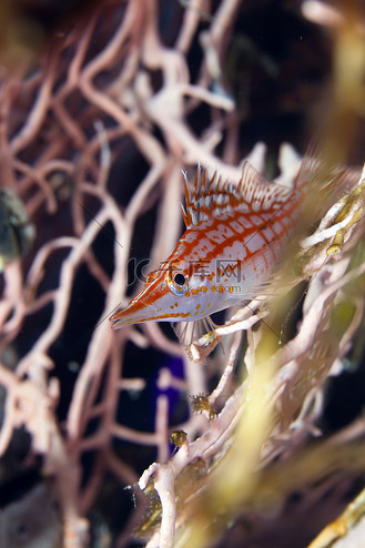 鹰嘴鱼图片素材_红海的长鼻鹰嘴鱼 (oxycirrhites typus).
