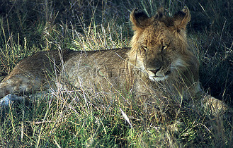 非洲大草原上的狮子和幼小的动物