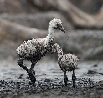 加勒比火烈鸟的幼鸟.