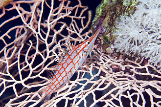 红海的长鼻鹰嘴鱼 (oxycirrhites typus).