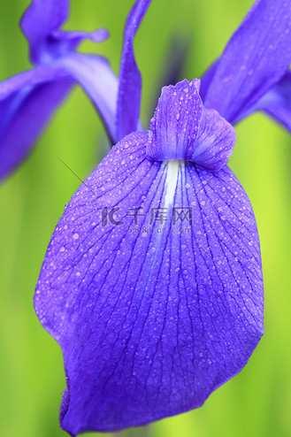 春天阳光灿烂的日子里,一群紫色的鸢尾花.