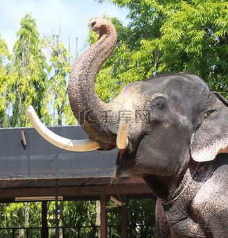 一头长牙的大象