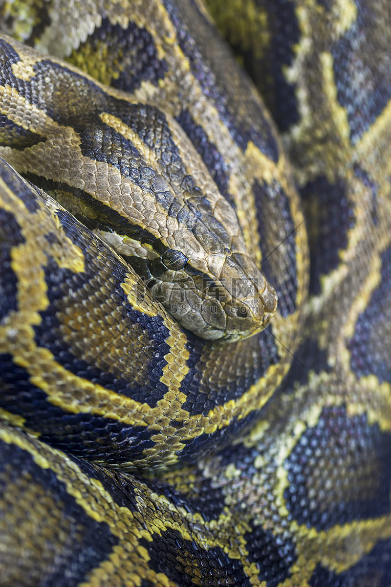 Python高清摄影大图-千库网