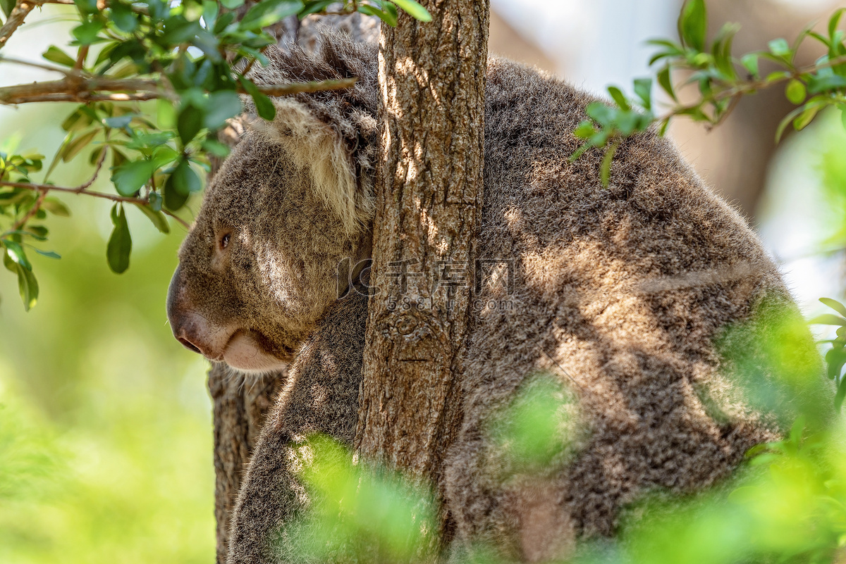 一只正在树上睡觉的考拉 (© Anton Rogozin/Getty Images)