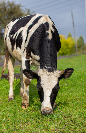 牛吃草动图图片素材_一头斑驳的牛在房子附近吃草.