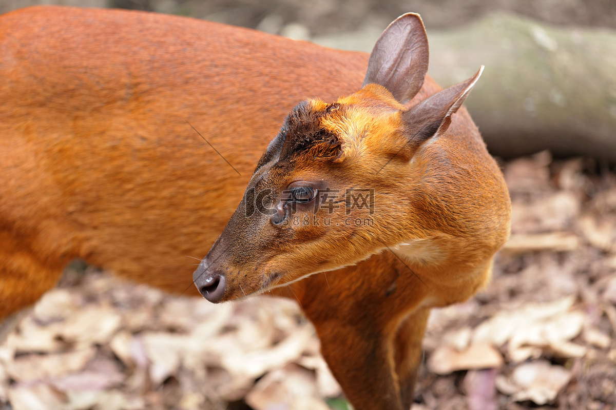 赤麂 Muntiacus muntjak - 物种库 - 国家动物标本资源库