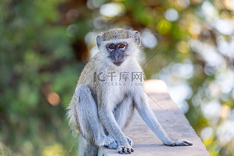 摄影图猴子个人vip和企业vip免费下载下载高清大图摄影图黑长尾猴