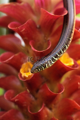 海岛玻璃蜥蜴 ophisaurus compressus 是一只无腿蜥蜴