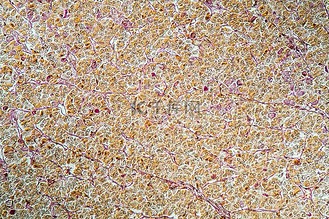 脑下垂体图片素材_100x 显微镜下的脑垂体