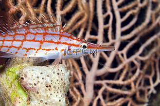 红海的长鼻鹰嘴鱼 (oxycirrhites typus).