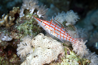 鹰嘴鱼图片素材_红海的长鼻鹰嘴鱼 (oxycirrhites typus).