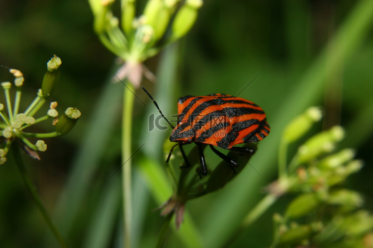 条虫（Graphosoma lineatum）高清摄影大图千库网