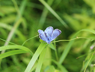 polyommatus dorylas,灰蝶科的蓝绿色蝴蝶
