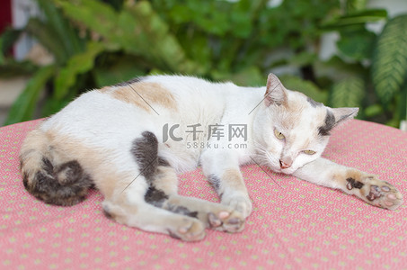 萌猫摄影照片粉红色桌子和绿色自然b上的小白猫肖像