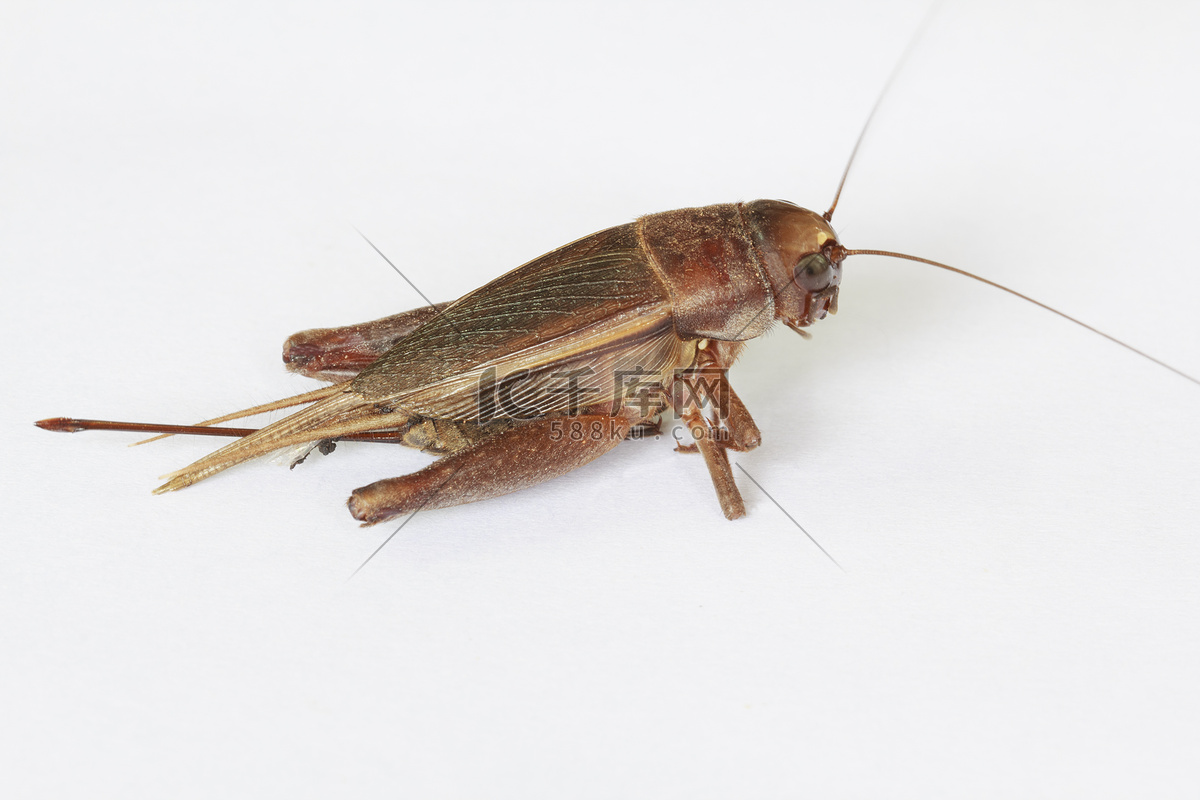 斗蟋属 Velarifictorus – IISDW