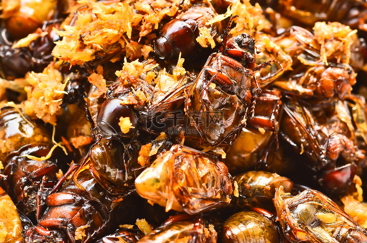 揭秘云南重口味美食“虫子宴”看似恐怖，吃过的人都赞不绝口！_蚂蚁