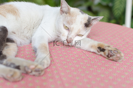 萌猫摄影照片粉红色桌子和绿色自然b上的小白猫肖像