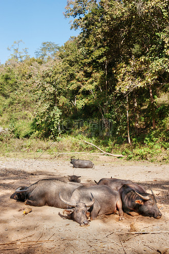 睡觉牛图片素材_睡觉的水牛