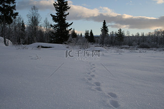 雪地里的狐狸脚印