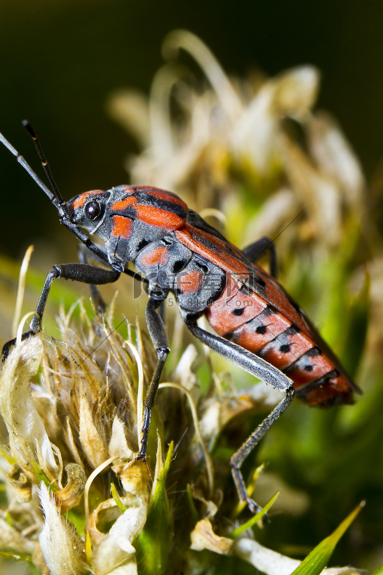 Chinch Bug (Spilostethus pandurus)高清摄影大图-千库网