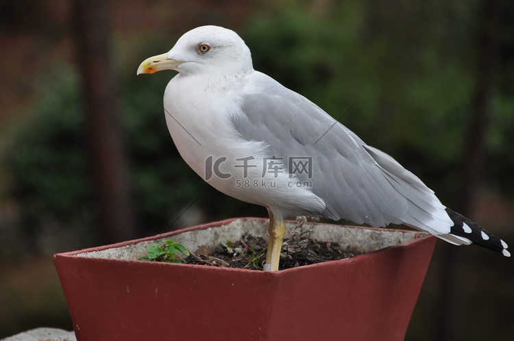 花盆里的海鸥高清摄影大图 千库网