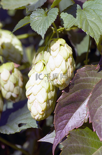 啤酒花(啤酒花种子)