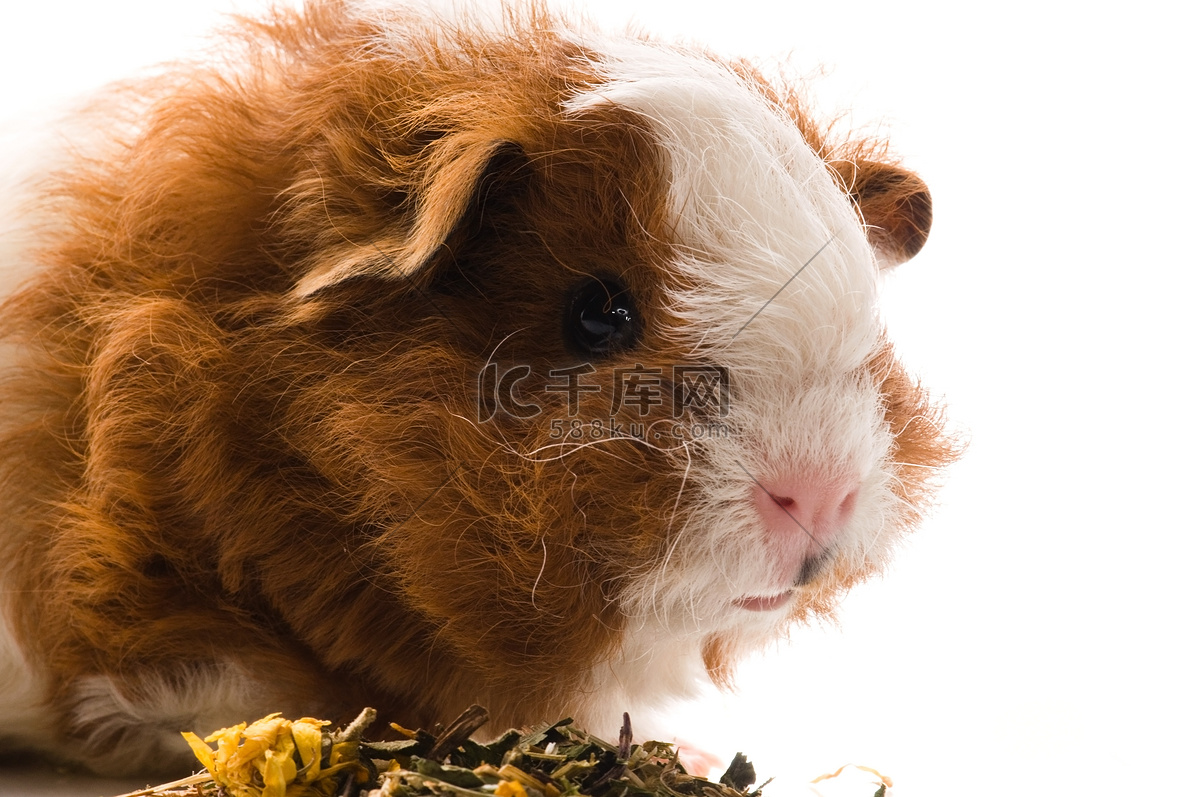 棕色和棕色的豚鼠照片摄影图片_ID:373935906-Veer图库
