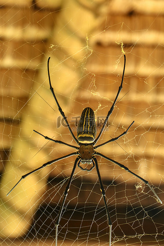 nephila pilipes 或金色圆网蜘蛛的顶视图