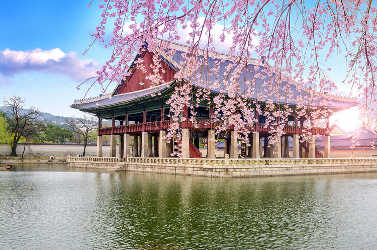 韩国首尔景福宫春天的樱花高清摄影大图-千库网