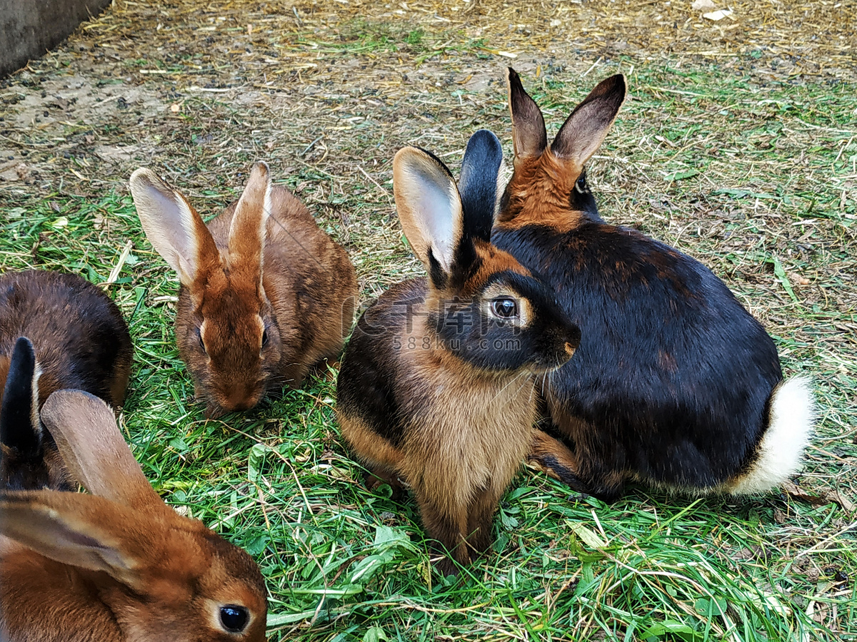 兔群素材-兔群图片-兔群素材图片下载-觅知网
