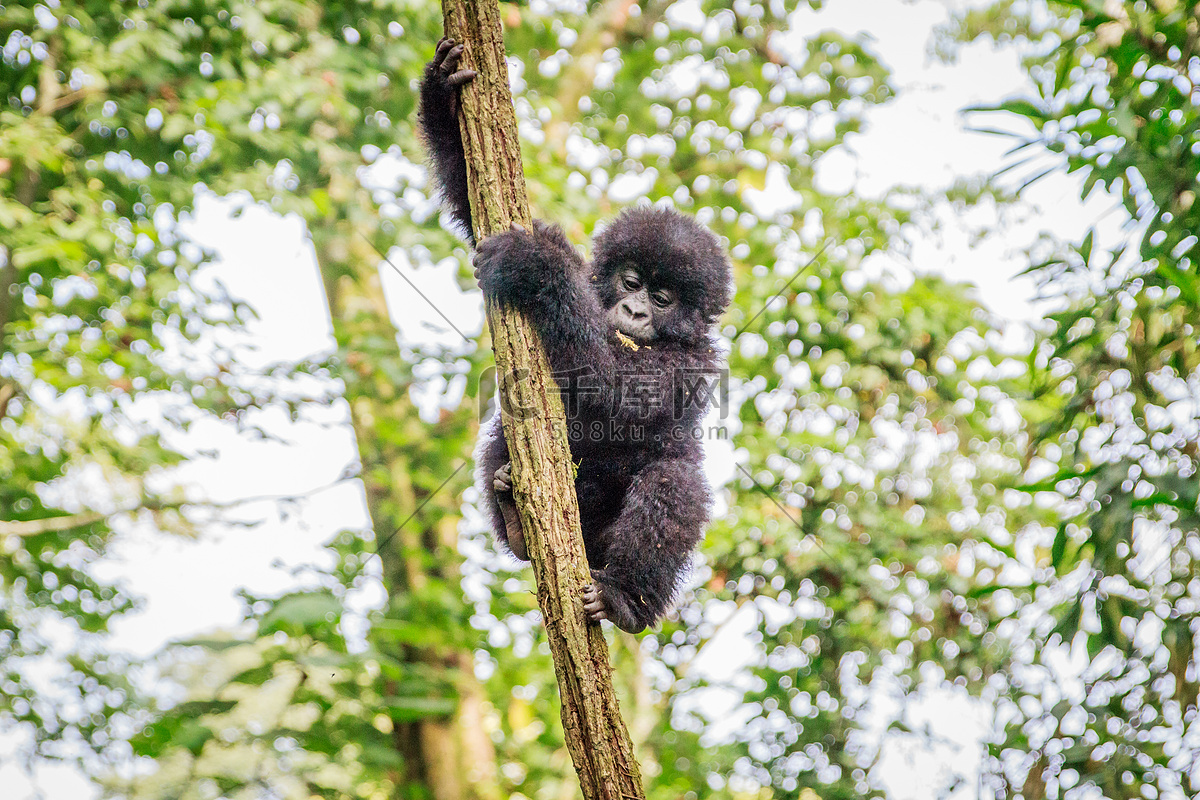 热带雨林中占统治地位的雄性山地大猩猩。乌干达。布温迪密林国家公园。照片摄影图片_ID:159310383-Veer图库